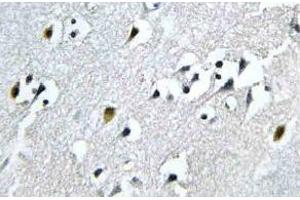 Immunohistochemistry (IHC) analyzes of N4BP1 antibody in paraffin-embedded human brain tissue. (N4BP1 anticorps)