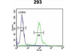 Flow cytometric analysis of 293 cells using KLC2 Antibody (C-Term) Cat. (KLC2 anticorps  (C-Term))