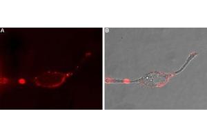 Expression of α1D-Adrenoceptor in rat PC12 cells - Cell surface detection of α1D-Adrenoceptor in intact living rat pheochromocytoma PC12 cells.