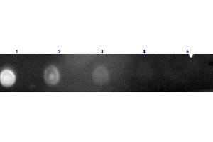 Dot Blot results of Rabbit F(ab')2 Anti-Chicken IgG Antibody Texas Conjugated. (Lapin anti-Poulet IgG (Heavy & Light Chain) Anticorps (Texas Red (TR)) - Preadsorbed)