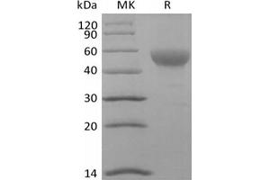 Western Blotting (WB) image for CD24 Molecule (CD24) (Active) protein (Biotin) (ABIN7319889)
