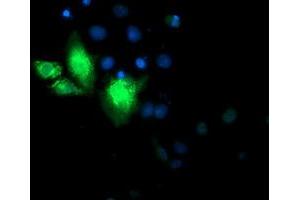 Anti-CYB5R3 mouse monoclonal antibody (ABIN2453833) immunofluorescent staining of COS7 cells transiently transfected by pCMV6-ENTRY CYB5R3 (RC201592). (CYB5R3 anticorps)