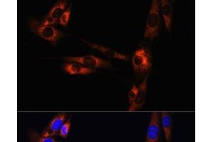 Immunofluorescence analysis of NIH/3T3 cells using ADORA2A Polyclonal Antibody at dilution of 1:100. (Adenosine A2a Receptor anticorps)