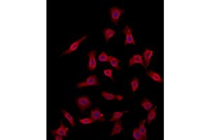 ABIN6260812 and ABIN6273100 staining HepG2 by IF/ICC. (CHMP4B anticorps  (N-Term))
