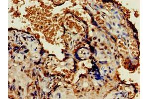 Immunohistochemistry of paraffin-embedded human placenta tissue using ABIN7162155 at dilution of 1:100 (OLFML3 anticorps  (AA 201-406))
