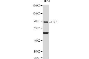 Western blot analysis of extracts of THP-1 cells, using EBF1 antibody (ABIN6292051) at 1:3000 dilution. (EBF1 anticorps)