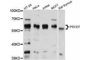 Western blot analysis of extracts of various cell lines, using PDCD7 antibody (ABIN5998476) at 1/1000 dilution. (PDCD7 anticorps)