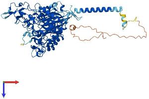 AlphaFold protein structure predicition of Human Recombinant SLC3A1 Protein, UniprotID Q07837