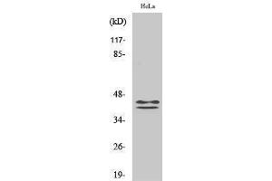 Western Blotting (WB) image for anti-Mitogen-Activated Protein Kinase 1/3 (MAPK1/3) (pTyr204) antibody (ABIN3179437) (ERK1/2 anticorps  (pTyr204))
