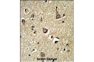 Formalin-fixed and paraffin-embedded human brain tissue reacted with PHGDH Antibody (N-term), which was peroxidase-conjugated to the secondary antibody, followed by DAB staining.
