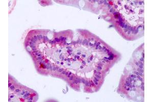 Anti-BEST4 antibody IHC of human small intestine.