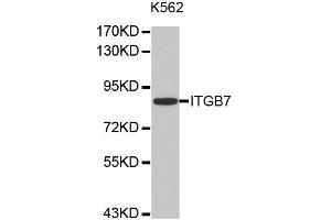 Western Blotting (WB) image for anti-Integrin beta 7 (ITGB7) antibody (ABIN1876935) (Integrin beta 7 anticorps)