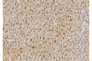 ABIN6276502 at 1/100 staining Rat liver tissue by IHC-P.