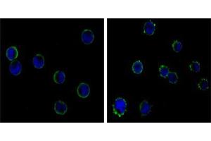 Immunofluorescence analysis of HL-60(left) and K562 (right) cells using CD19 mouse mAb (green). (CD19 anticorps)