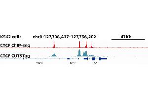 CUT&Tag was performed using the CUT&TagAssayKit(pAG-Tn5)forIllumina (RK20265) from 105 K562 cells with 2 ug CTCF Rabbit mAb,along with a Goat Anti-Rabbit IgG(H+L).