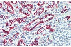 Detection of dLL4 in Human Spleen Tissue using Polyclonal Antibody to Delta Like Protein 4 (dLL4)
