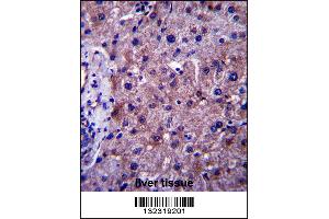 SGMS1 Antibody immunohistochemistry analysis in formalin fixed and paraffin embedded human liver tissue followed by peroxidase conjugation of the secondary antibody and DAB staining. (Sphingomyelin Synthase 1 anticorps  (N-Term))
