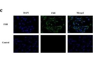 The validation of the interaction between lncRNA TCONS_00066406 and its targeted gene HSD17B12, with (a) and (b) representing the expression levels of HSD17B12 and lncRNA TCONS_00066406 in different tissues, respectively.