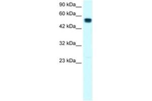 Western Blotting (WB) image for anti-SRY (Sex Determining Region Y)-Box 10 (SOX10) antibody (ABIN2460693) (SOX10 anticorps)