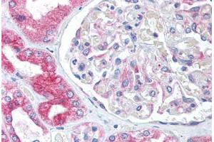 Human Kidney (formalin-fixed, paraffin-embedded) stained with BCAP31 antibody ABIN305717 at 5 ug/ml followed by biotinylated goat anti-rabbit IgG secondary antibody ABIN481713, alkaline phosphatase-streptavidin and chromogen. (BCAP31 anticorps  (Internal Region))