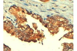 ABIN185302 (4µg/ml) staining of paraffin embedded Human Prostate.