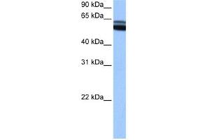 WB Suggested Anti-RARB Antibody Titration:  0. (Retinoic Acid Receptor beta anticorps  (C-Term))