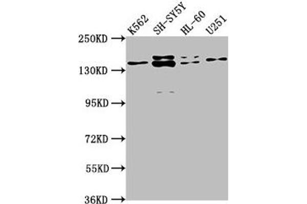 AHI1 antibody  (AA 1-213)