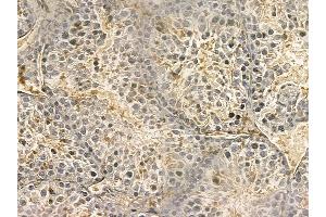 PTPMT1 Mouse Monoclonal Antibody at 1/100 staining mouse testis tissue by IHC-P. (PTPMT1 anticorps)