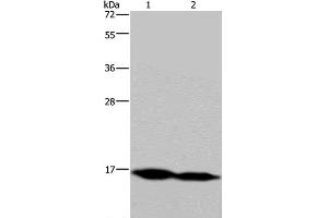 Western Blot analysis of Mouse skeletal muscle and Human hepatocellular carcinoma tissue using NDUFA13 Polyclonal Antibody at dilution of 1:350