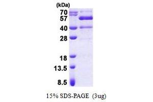 SDS-PAGE (SDS) image for Synaptotagmin XIII (SYT13) (AA 30-426) protein (His tag) (ABIN5853081)