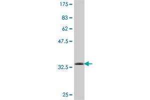 Western Blot detection against Immunogen (32.
