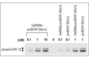 Pro-Brain-Derived Neurotrophic Factor (proBDNF) (V66M) protein