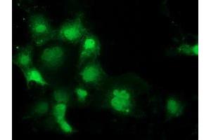 Immunofluorescence (IF) image for anti-Sepiapterin Reductase (SPR) antibody (ABIN1501112) (SPR anticorps)