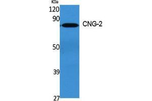 Western Blot (WB) analysis of specific cells using CNG-2 Polyclonal Antibody. (CNGA2 anticorps  (Internal Region))