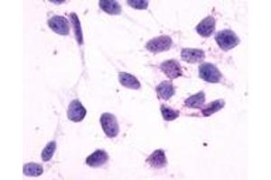 Immunocytochemistry (ICC) image for anti-Histamine Receptor H4 (HRH4) (C-Term) antibody (ABIN1048965) (HRH4 anticorps  (C-Term))