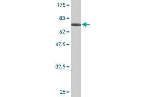 Western Blot detection against Immunogen (78.