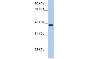 WB Suggested Anti-AQAntibody Titration:  0. (Aquaporin 10 anticorps  (C-Term))