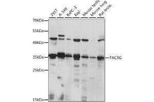 Western blot analysis of extracts of various cell lines, using PACRG antibody (ABIN7269176) at 1:1000 dilution. (PACRG anticorps  (AA 150-250))