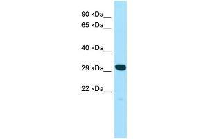 WB Suggested Anti-YIF1A Antibody Titration: 1.