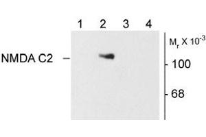Image no. 2 for anti-Glutamate Receptor, Ionotropic, N-Methyl D-Aspartate 1 (GRIN1) (Variant C2) antibody (ABIN305688)