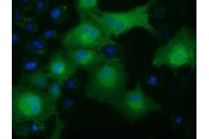 Immunofluorescence (IF) image for anti-Ketohexokinase (KHK) antibody (ABIN1499023) (Ketohexokinase anticorps)