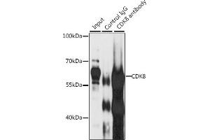 Immunoprecipitation analysis of 200 μg extracts of Jurkat cells, using 3 μg CDK8 antibody (ABIN6129240, ABIN6138329, ABIN6138330 and ABIN7101776). (CDK8 anticorps  (AA 365-464))