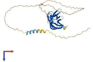 AlphaFold protein structure predicition of Mouse Recombinant Ltb Protein, UniprotID P41155