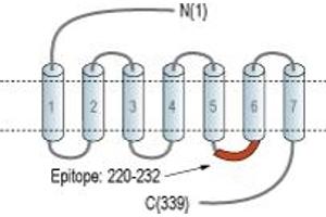 anti-G Protein-Coupled Receptor 17 (GPR17) (AA 220-232), (Intracellular), (Loop 3) antibody