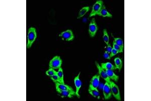 Immunofluorescent analysis of HepG2 cells using ABIN7163916 at dilution of 1:100 and Alexa Fluor 488-congugated AffiniPure Goat Anti-Rabbit IgG(H+L) (KCNK1 anticorps  (AA 268-336))