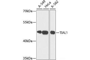 Western blot analysis of extracts of various cell lines using TIAL1 Polyclonal Antibody at dilution of 1:3000. (TIAL1 anticorps)