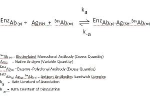 Carcinoembryonic Antigen Gene Family (CEA) ELISA Kit
