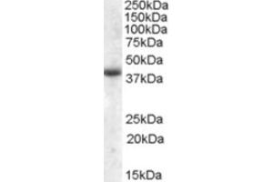 Western Blotting (WB) image for anti-Apolipoprotein L, 6 (APOL6) (Internal Region) antibody (ABIN2464269)