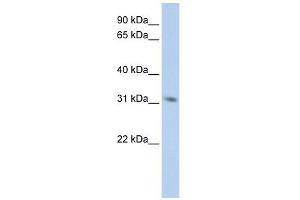 MPG antibody used at 1 ug/ml to detect target protein. (MPG anticorps  (Middle Region))