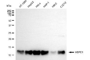 Western blotting analysis using HSPE1 antibody (ABIN7798841).